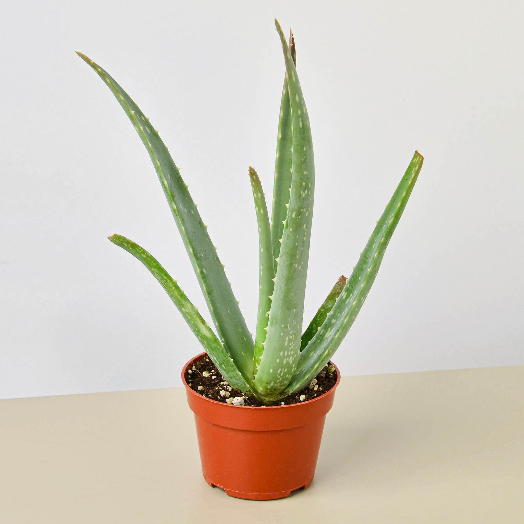 Aloe Vera-Aloe-The Succulent Source