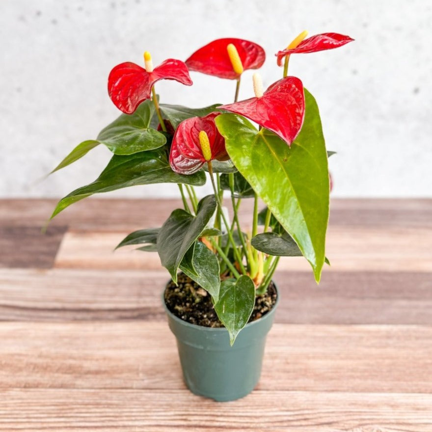 Anthurium Andraeanum 'Flamingo Flower'-Potted Houseplants-The Succulent Source