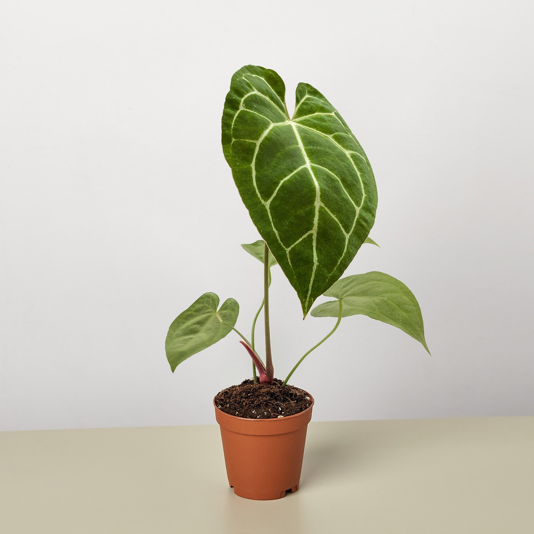 Anthurium Crystallinum-Indoor Plants-The Succulent Source