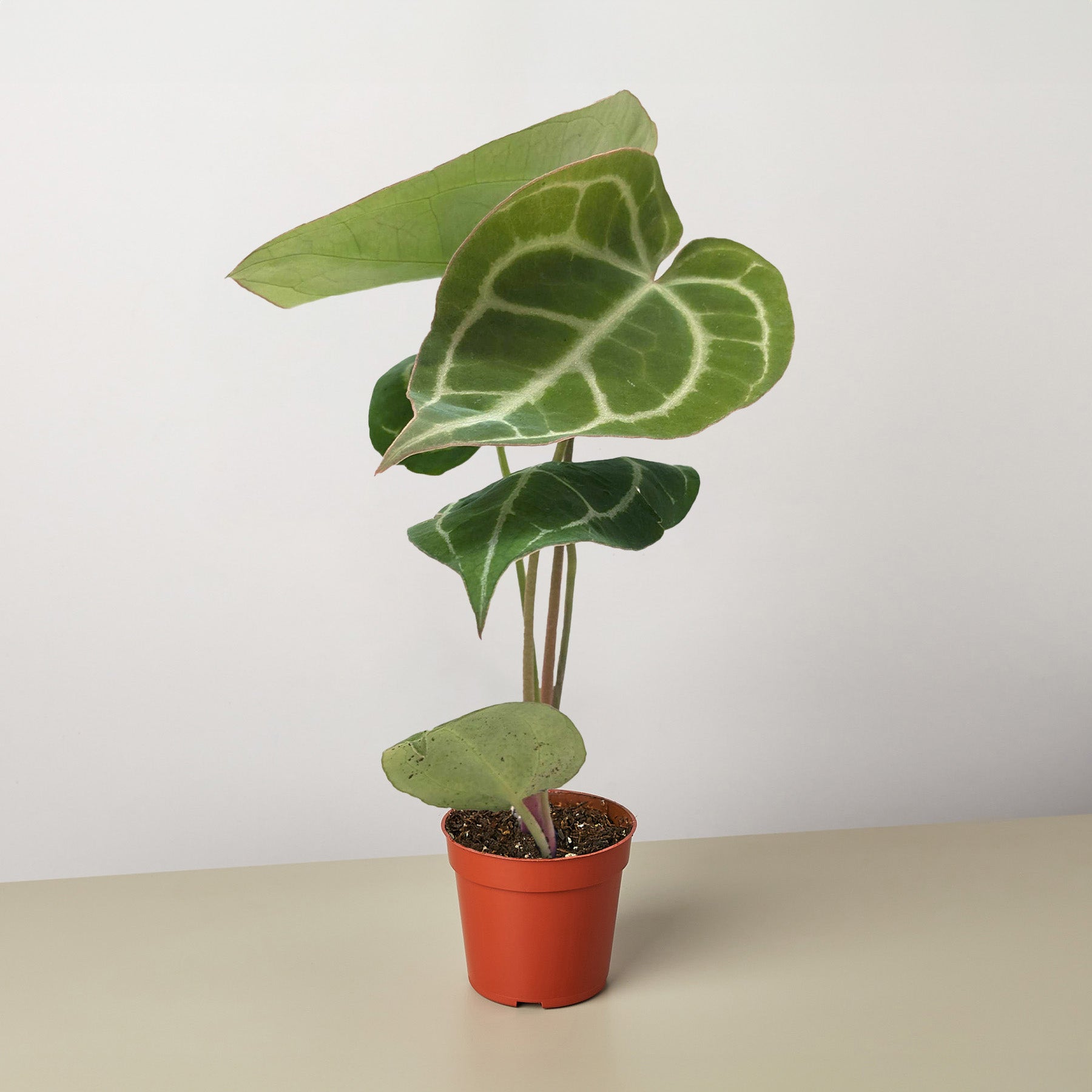 Anthurium Crystallinum-Indoor Plants-The Succulent Source