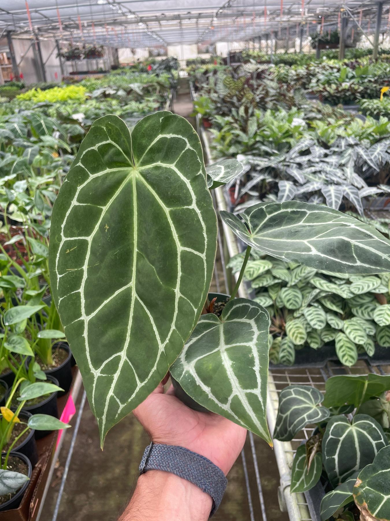 Anthurium Crystallinum-Indoor Plants-The Succulent Source