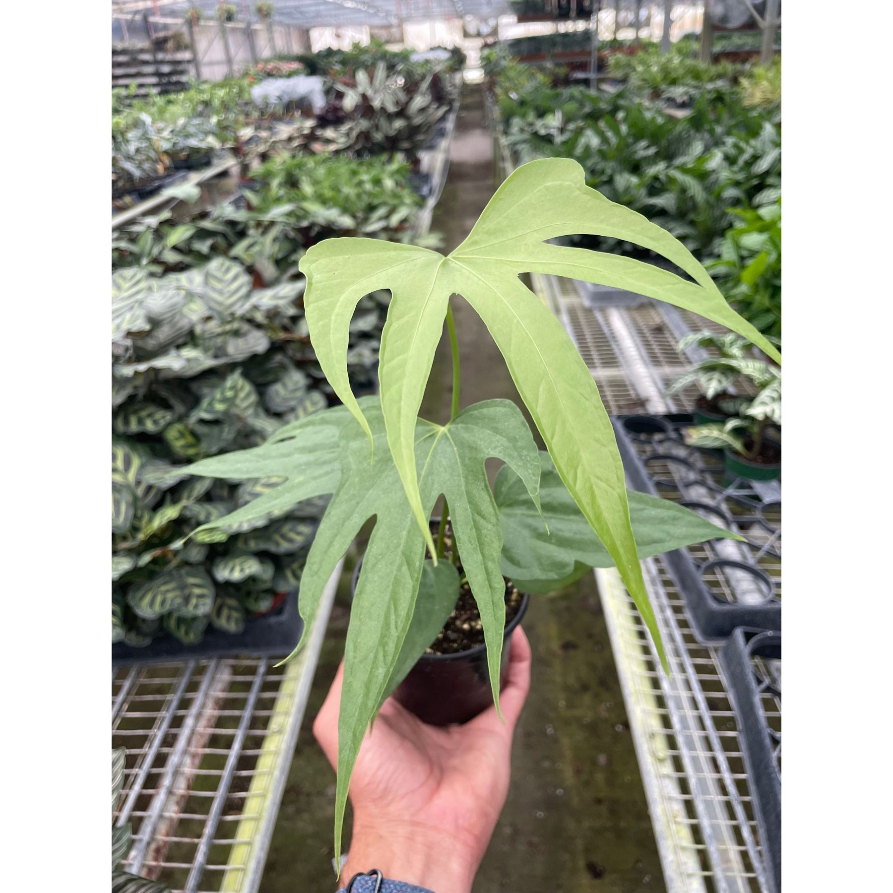 Anthurium Fingers-Indoor Plants-The Succulent Source