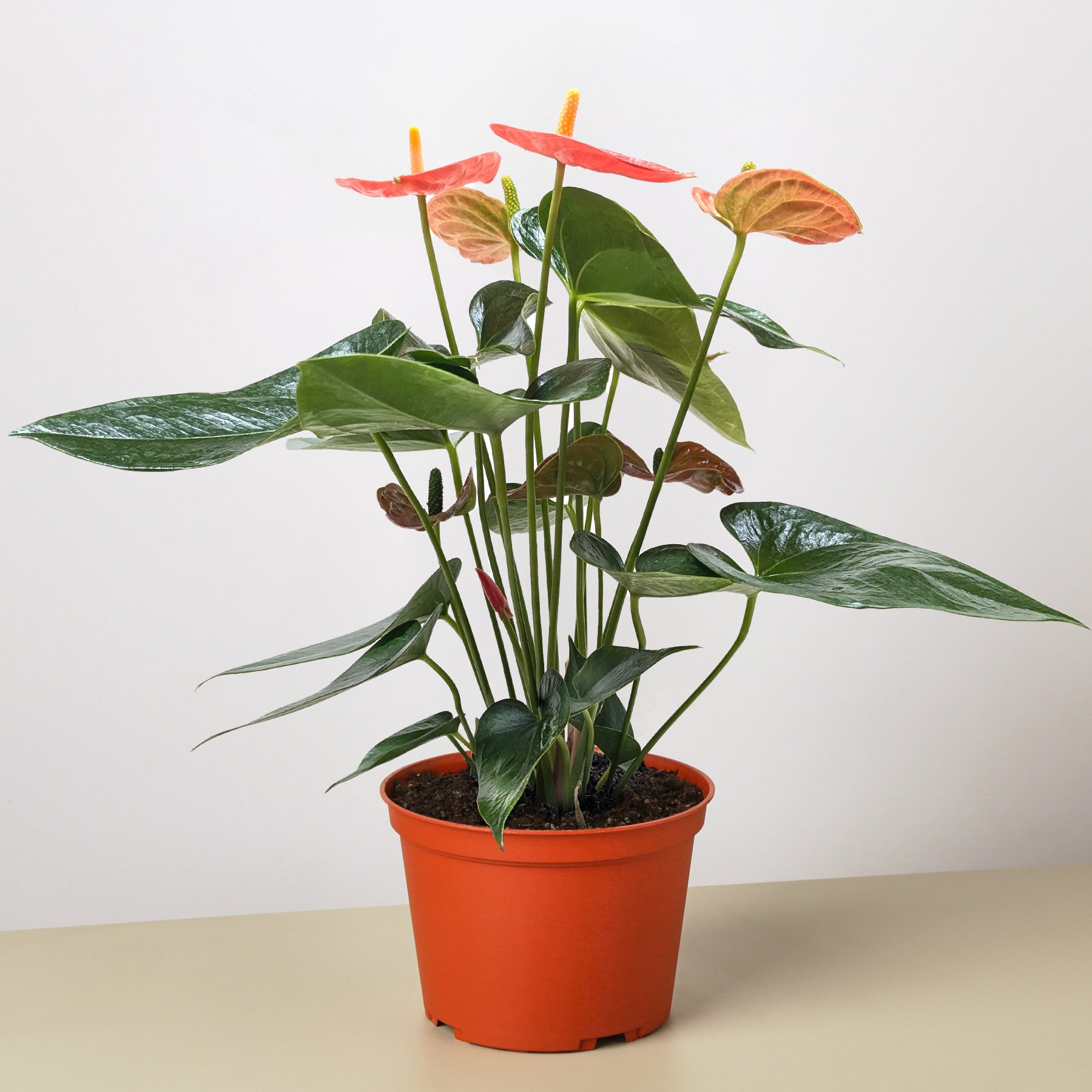 Anthurium 'Orange'-Indoor Plants-The Succulent Source