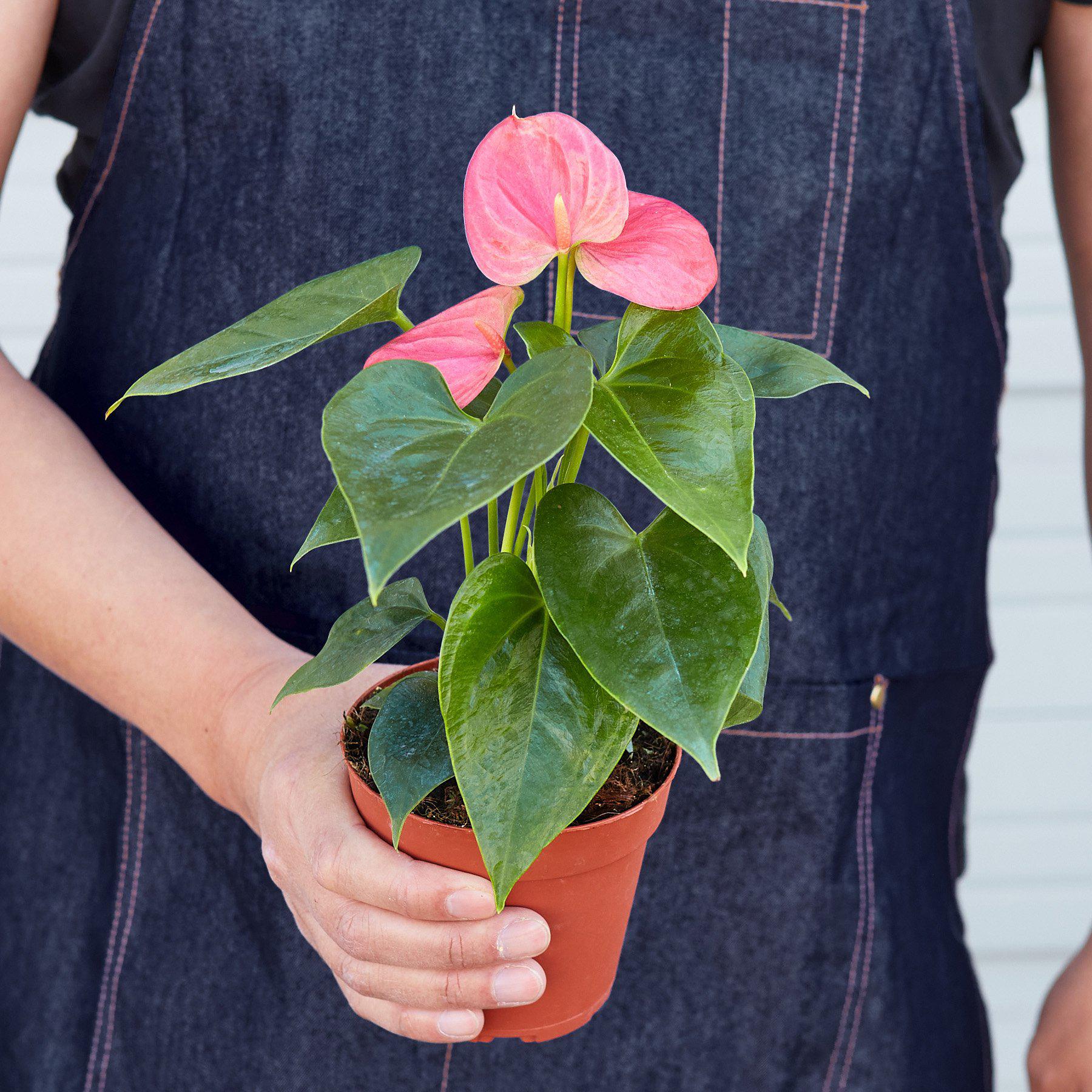 Anthurium 'Pink'-Indoor Plants-The Succulent Source