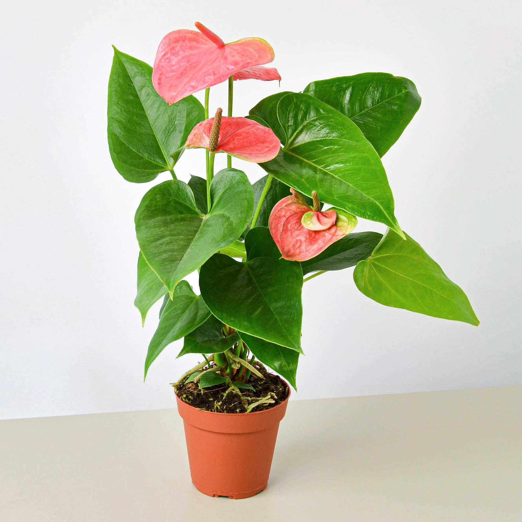 Anthurium 'Pink'-Indoor Plants-The Succulent Source