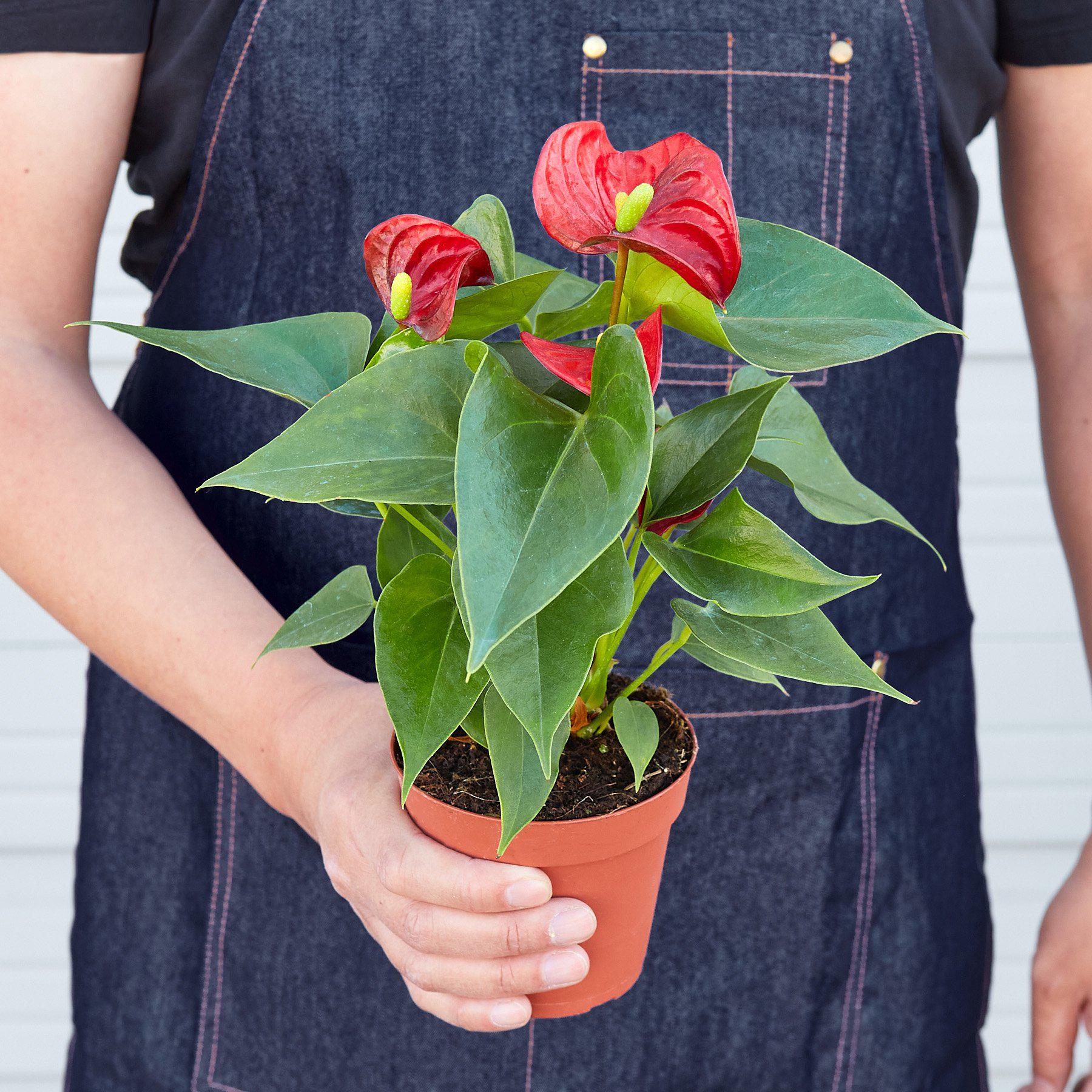 Anthurium 'Red'-Indoor Plants-The Succulent Source