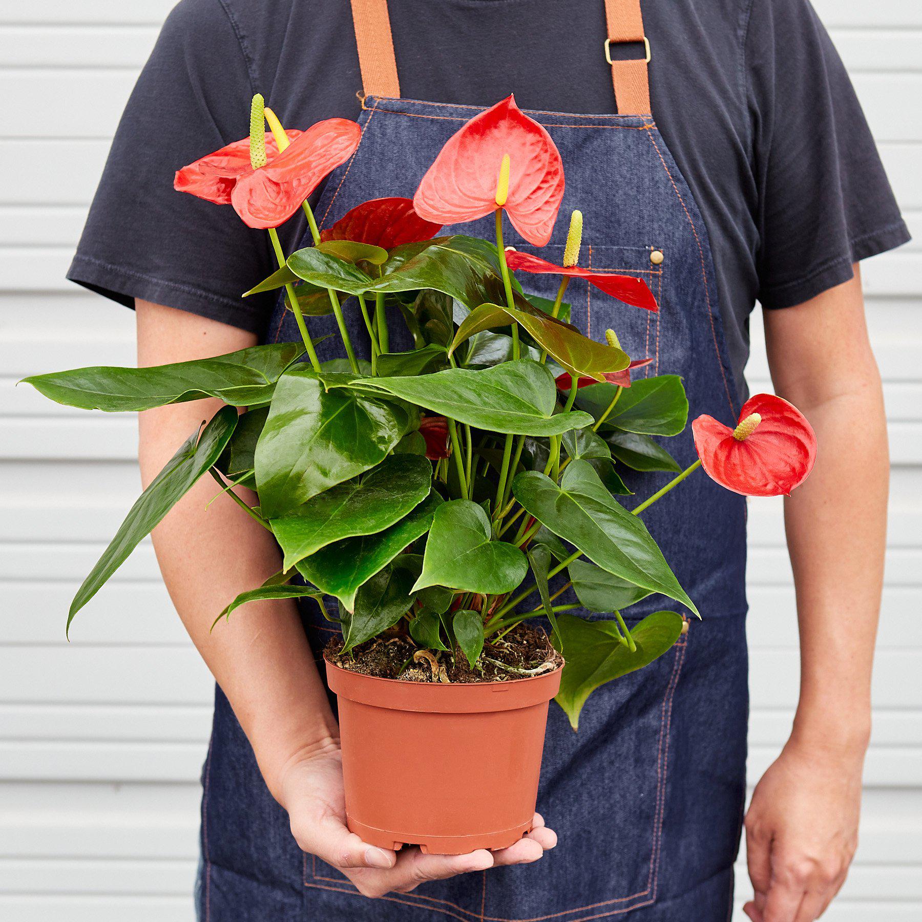 Anthurium 'Red'-Indoor Plants-The Succulent Source