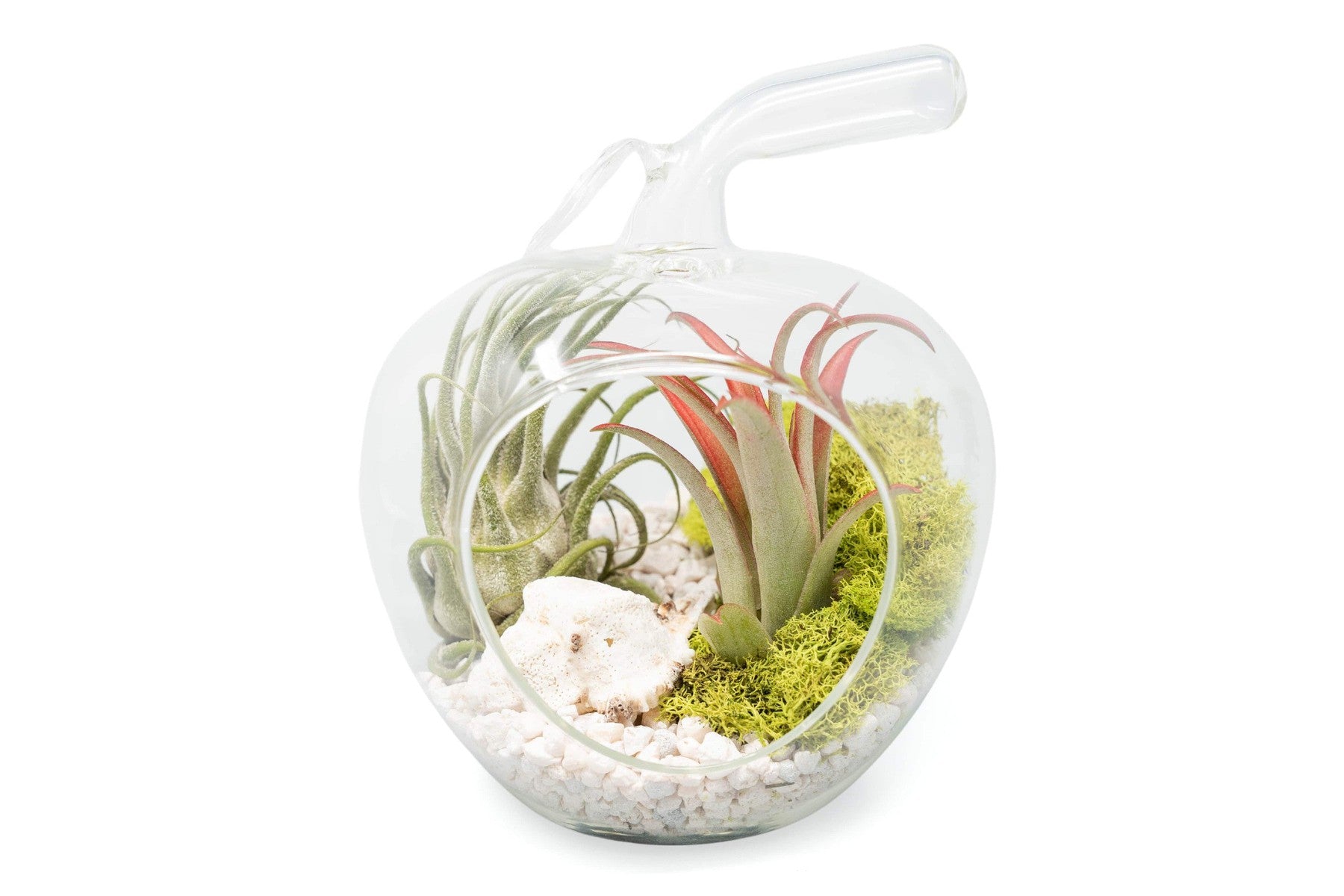 Apple Terrarium with Pebble Kit and Tillandsia Air Plants-gift-The Succulent Source