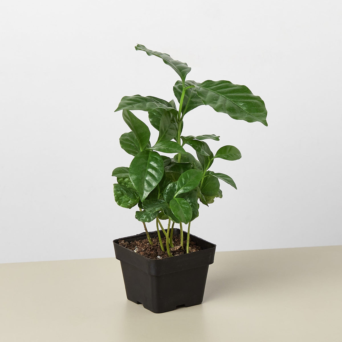 Arabica Coffee-Indoor Plants-The Succulent Source
