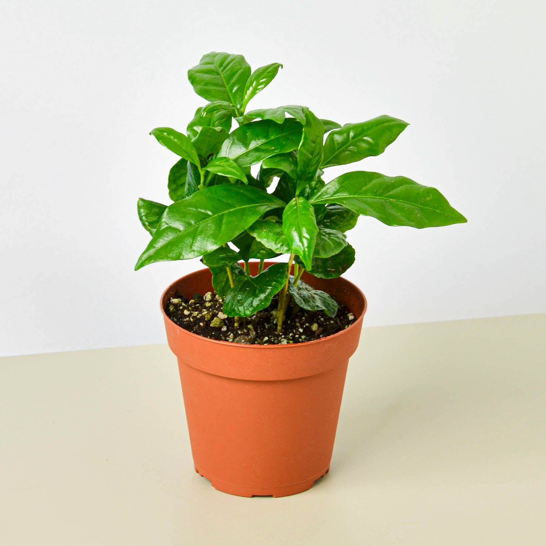 Arabica Coffee-Indoor Plants-The Succulent Source