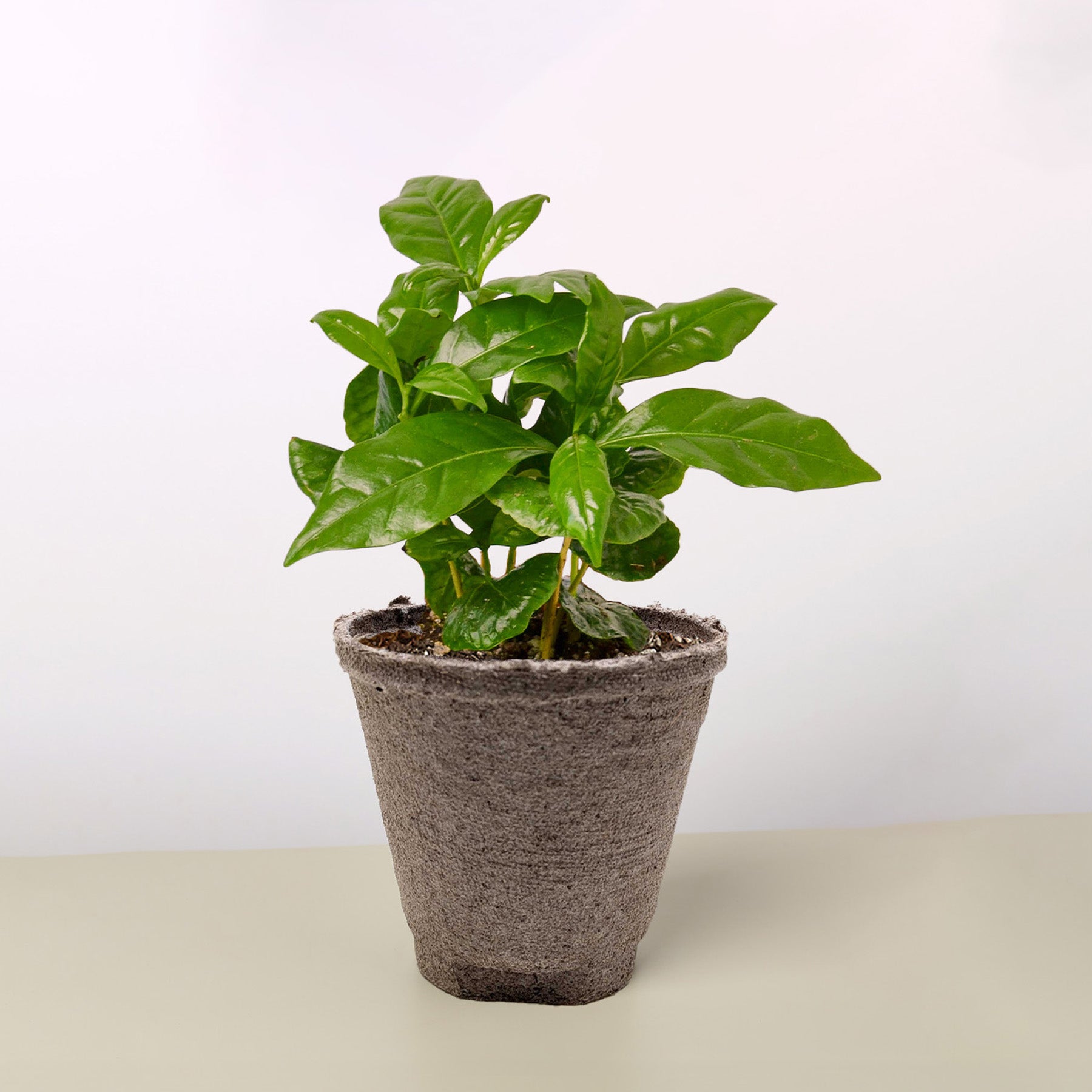 Arabica Coffee-Indoor Plants-The Succulent Source