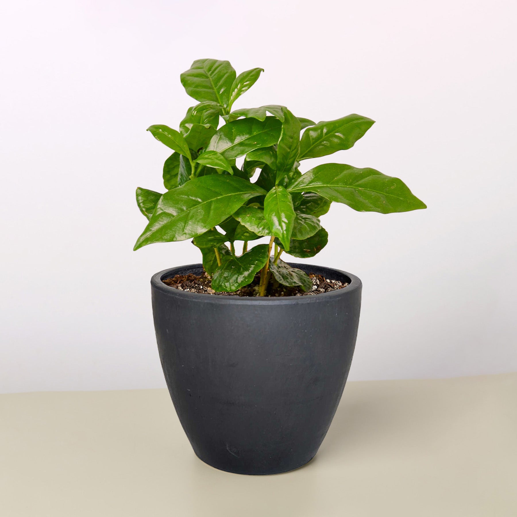 Arabica Coffee-Indoor Plants-The Succulent Source