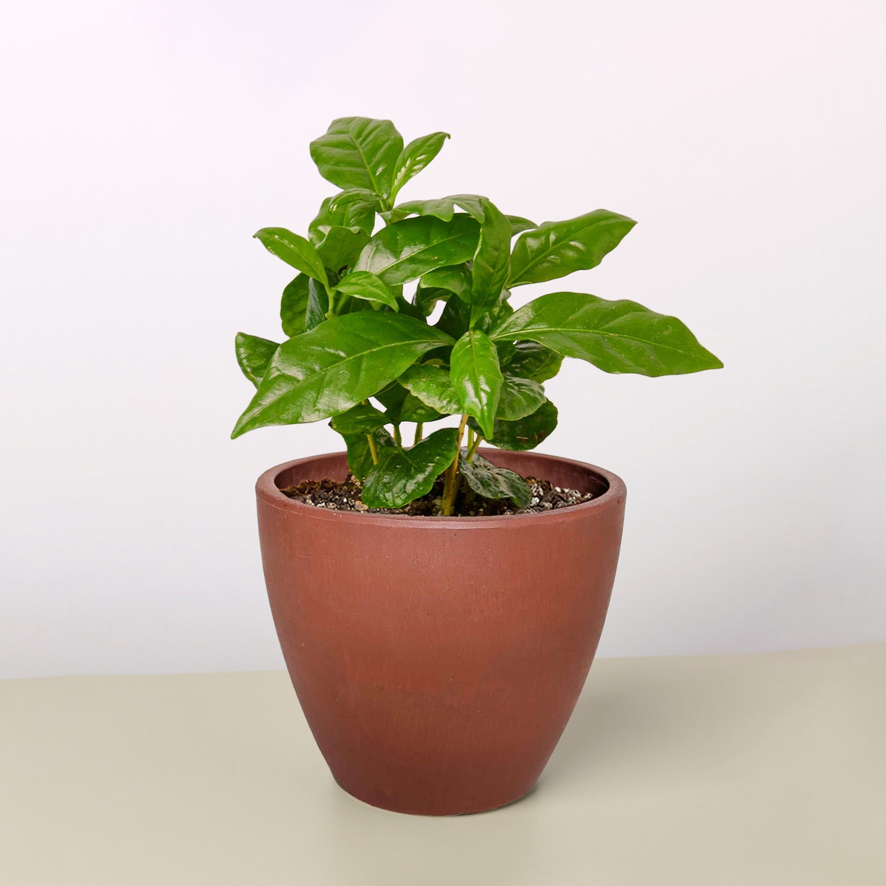 Arabica Coffee-Indoor Plants-The Succulent Source