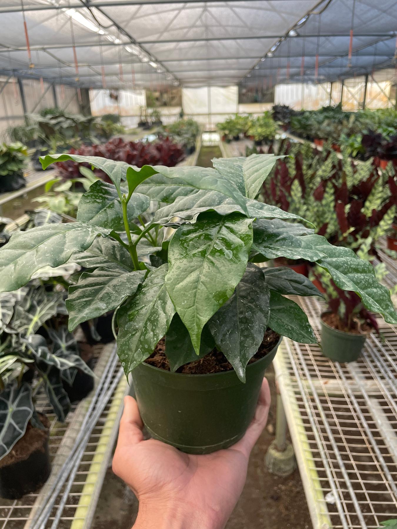 Arabica Coffee-Indoor Plants-The Succulent Source