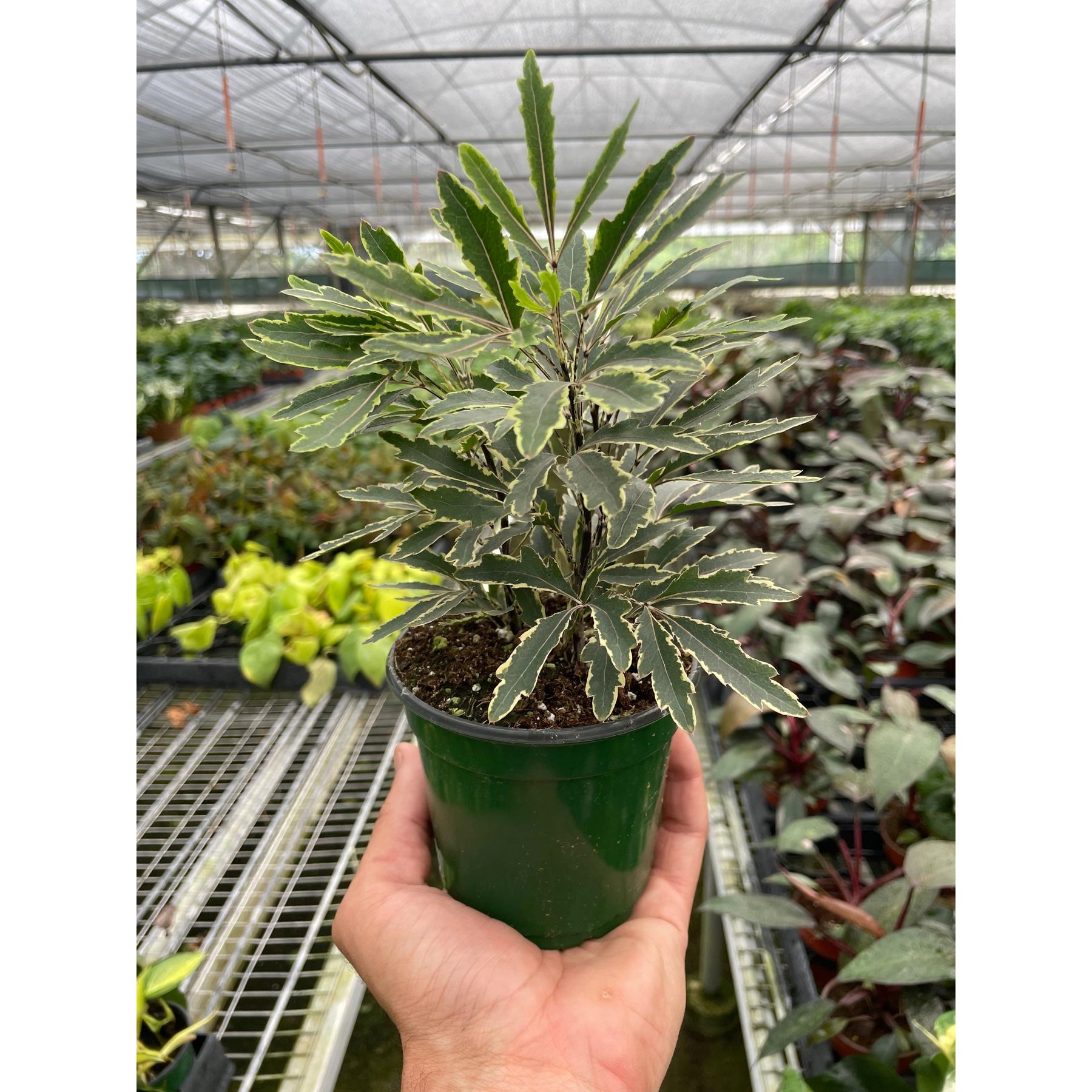 Aralia Bianca-Indoor Plants-The Succulent Source