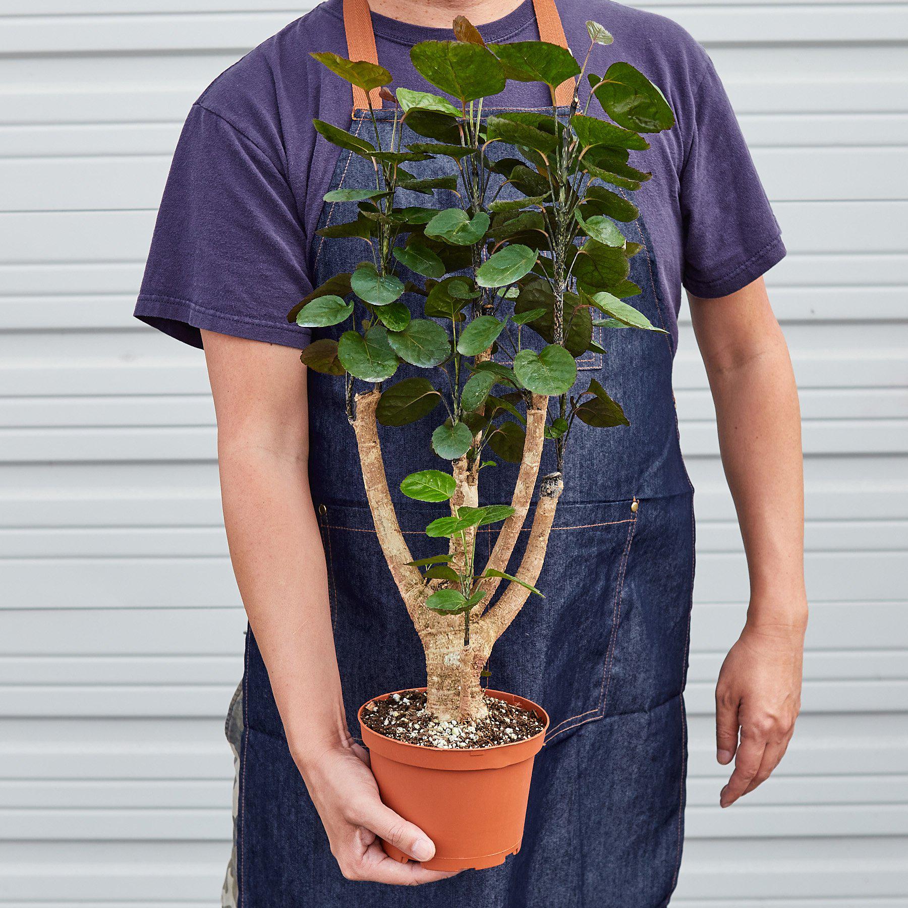 Aralia Fabian Stump 'Polyscias Scutellaria'-Indoor Plants-The Succulent Source