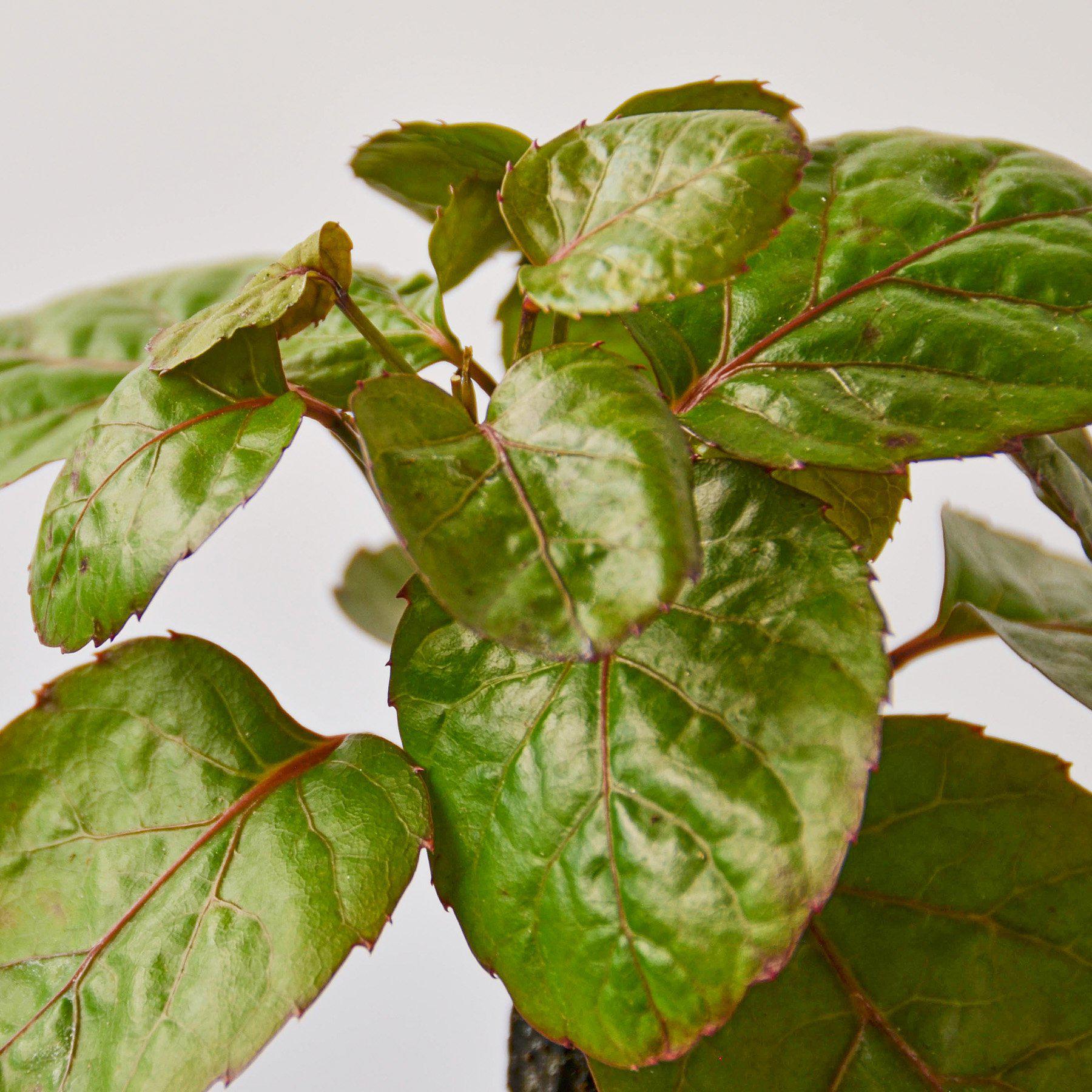 Aralia Fabian Stump 'Polyscias Scutellaria'-Indoor Plants-The Succulent Source