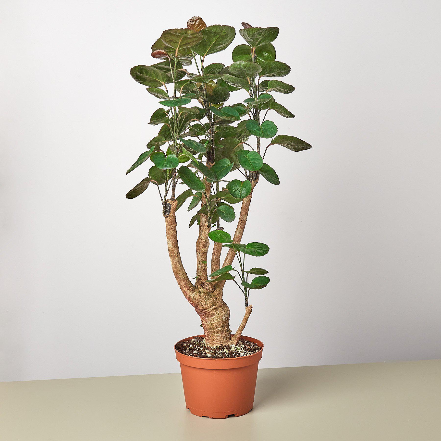 Aralia Fabian Stump 'Polyscias Scutellaria'-Indoor Plants-The Succulent Source