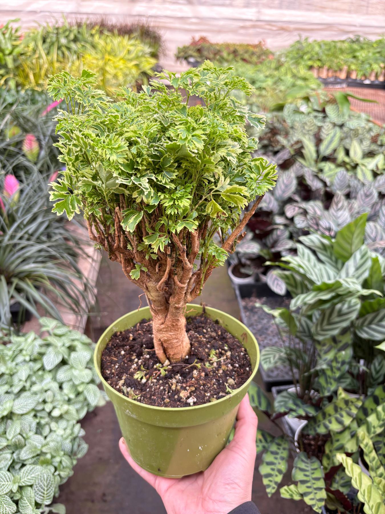 Aralia Ming Gold Mini Bonsai-Default-The Succulent Source