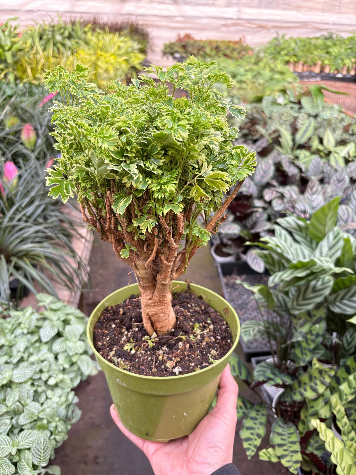 Aralia Ming Gold Mini Bonsai-Default-The Succulent Source
