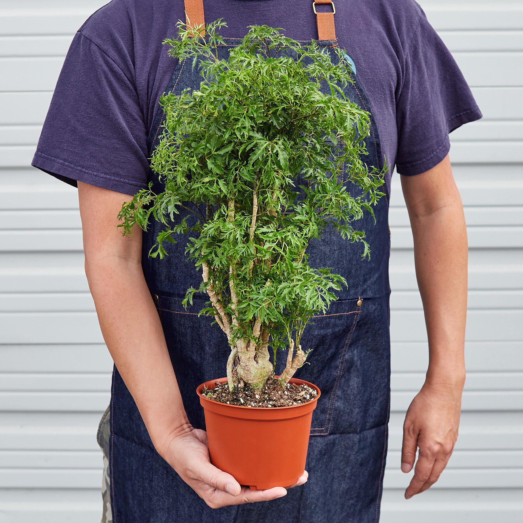 Aralia 'Ming Stump Plant'-Indoor Plants-The Succulent Source