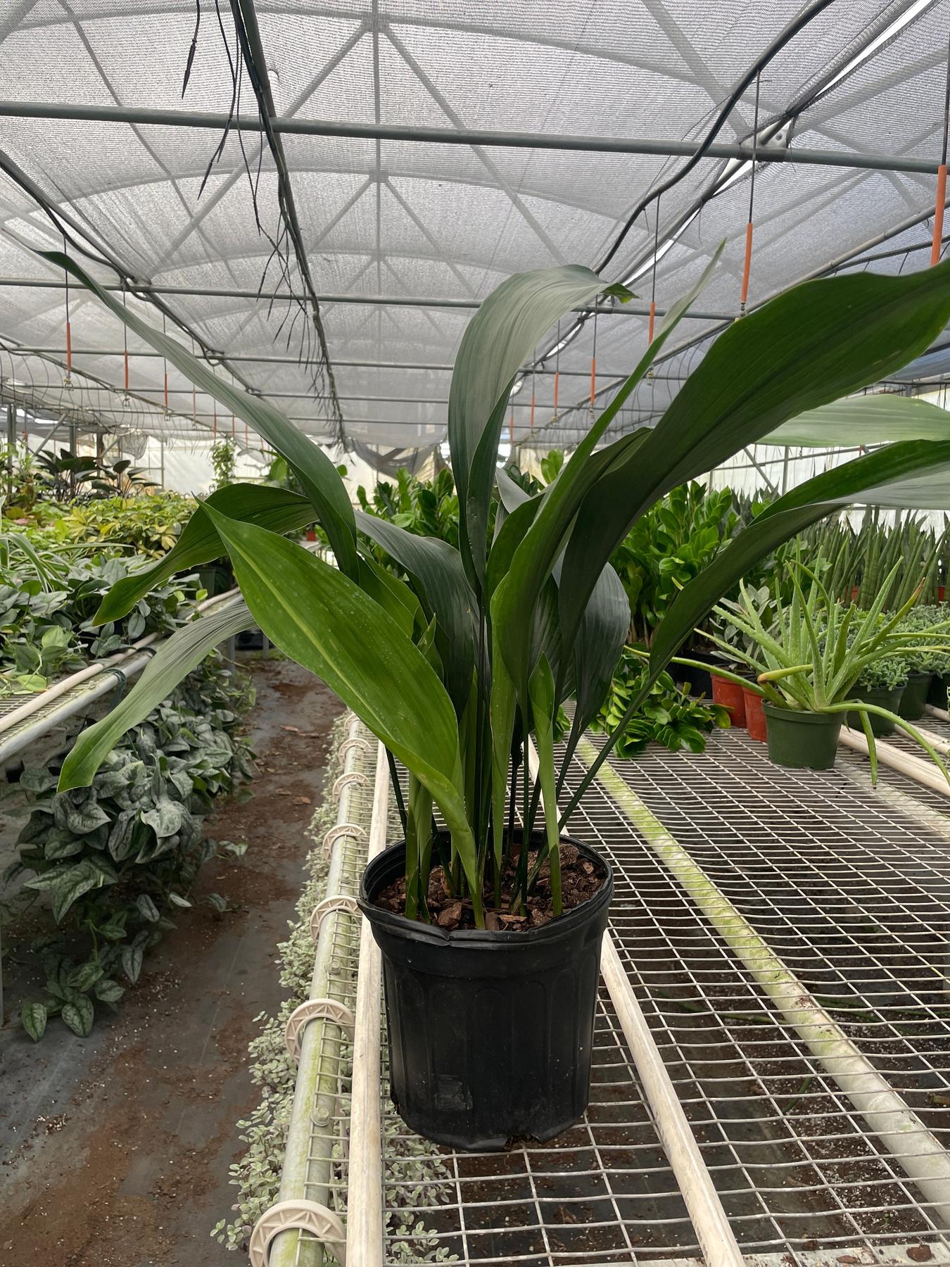 Aspidistra 'Cast Iron'-Indoor Plants-The Succulent Source