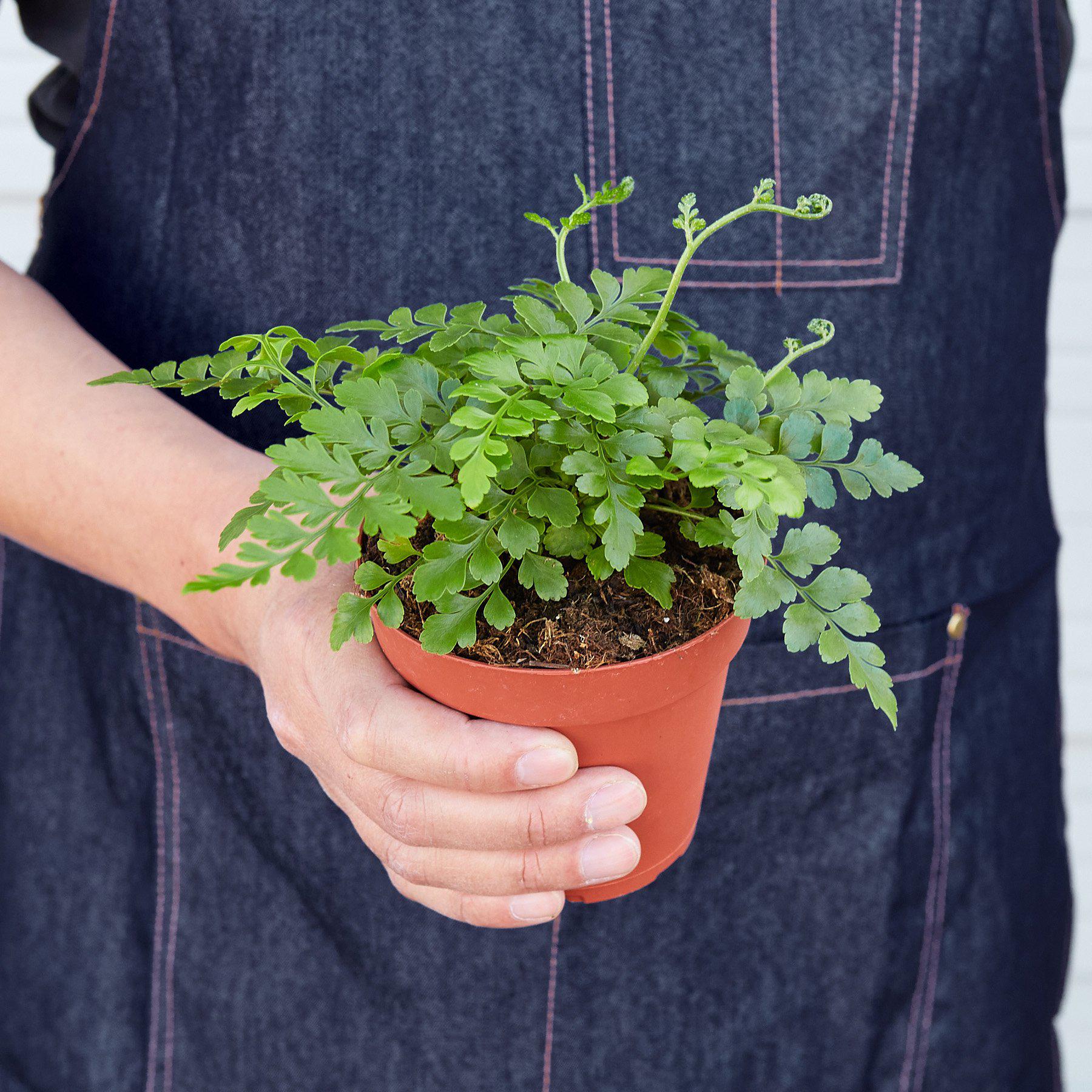 Austral Gem Fern-Indoor Plants-The Succulent Source