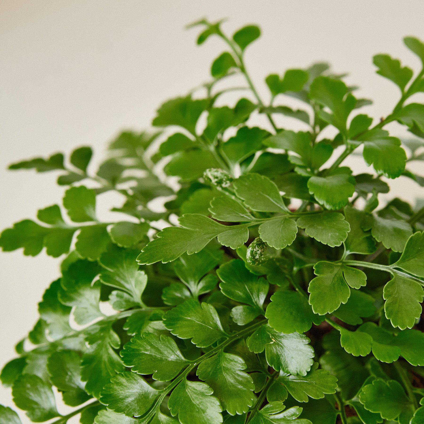 Austral Gem Fern-Indoor Plants-The Succulent Source