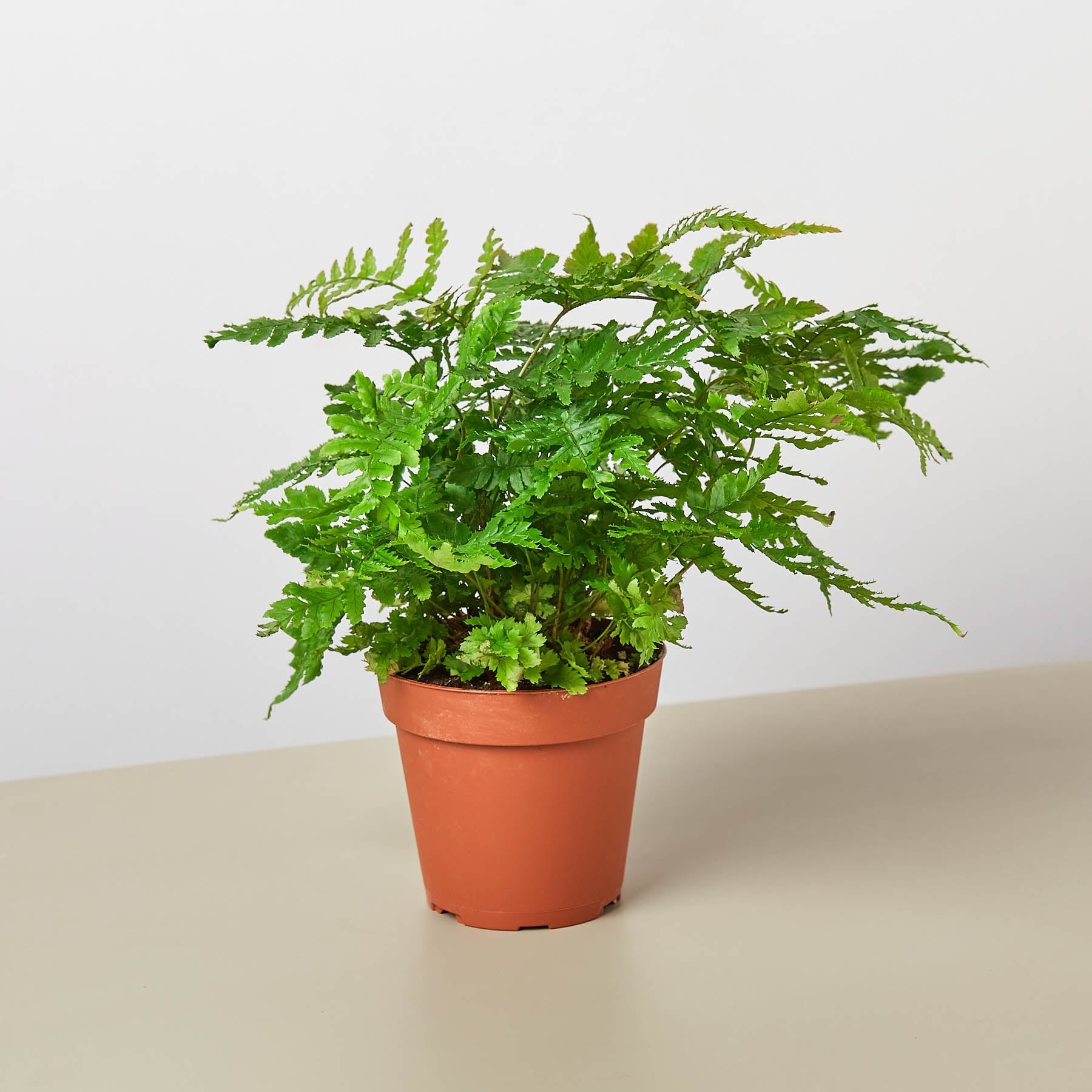 Austral Gem Fern-Indoor Plants-The Succulent Source