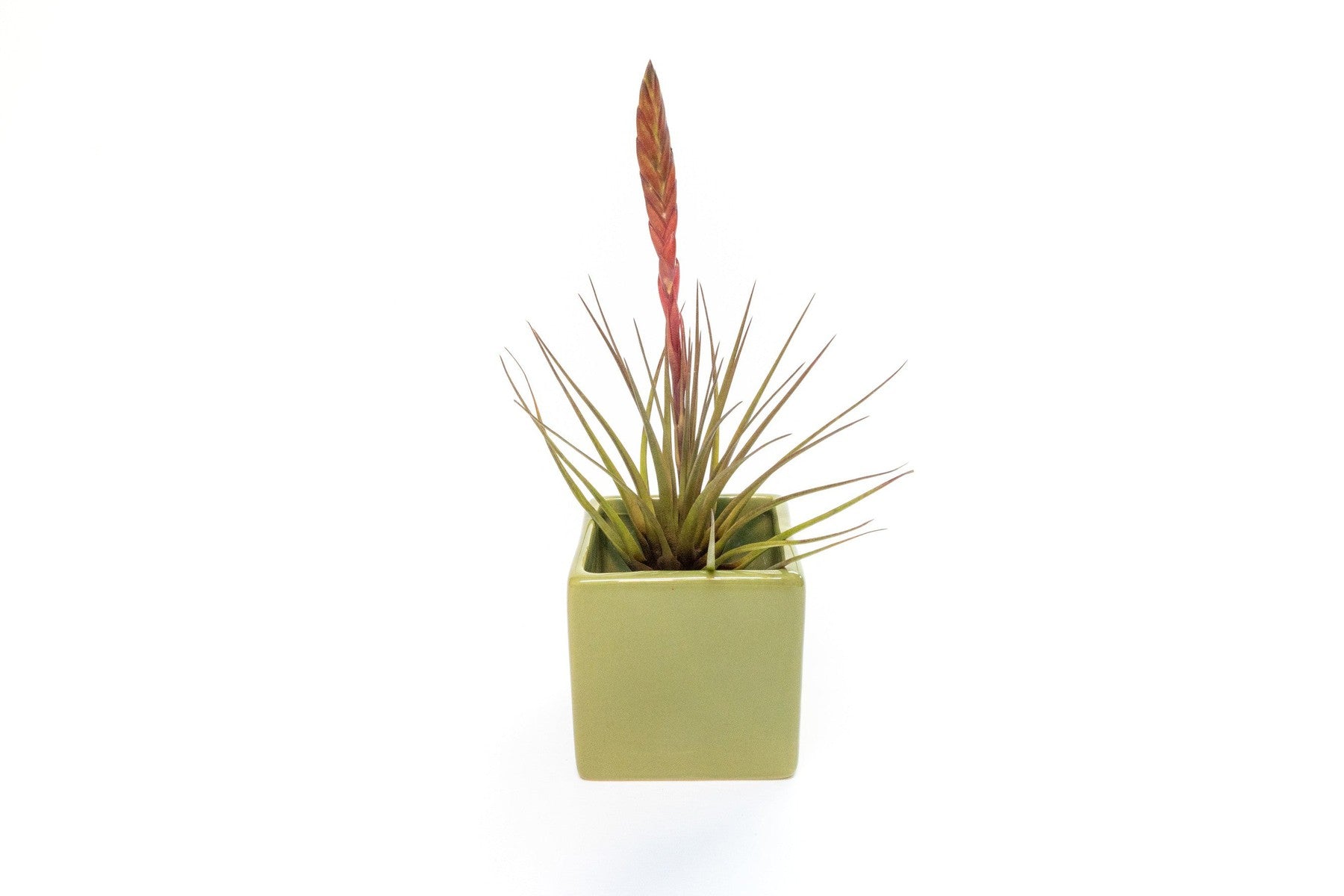 Avocado Green Ceramic Cube Container with Custom Tillandsia Air Plant-The Succulent Source