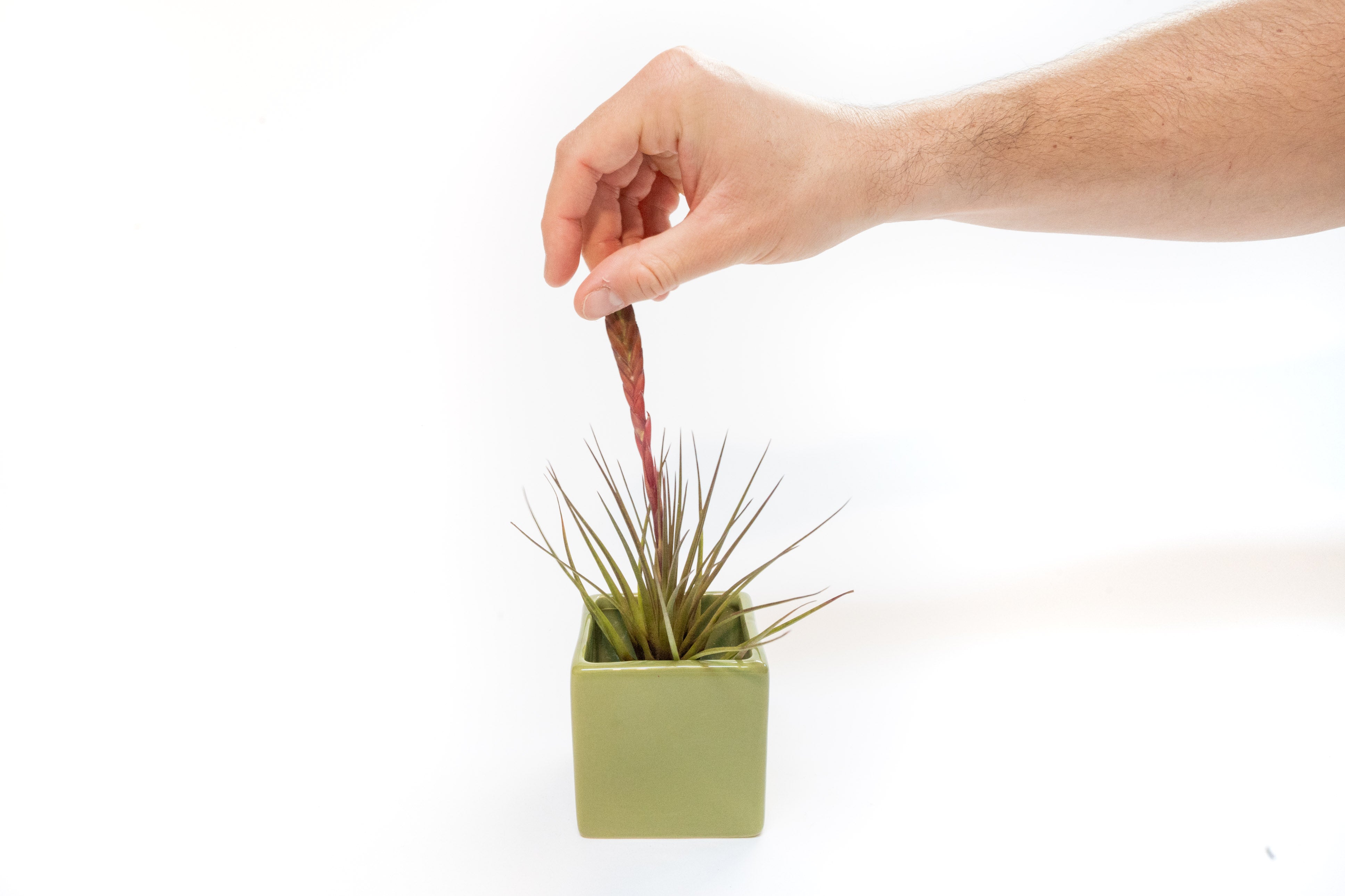 Avocado Green Ceramic Cube Container with Custom Tillandsia Air Plant-The Succulent Source