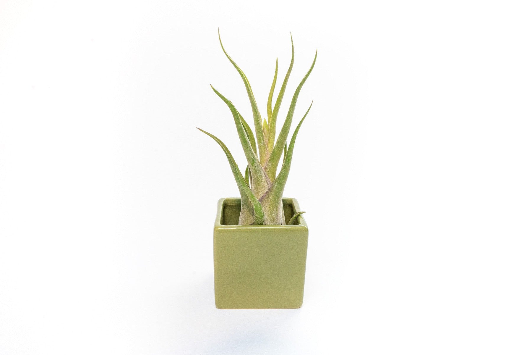 Avocado Green Ceramic Cube Container with Custom Tillandsia Air Plant-The Succulent Source