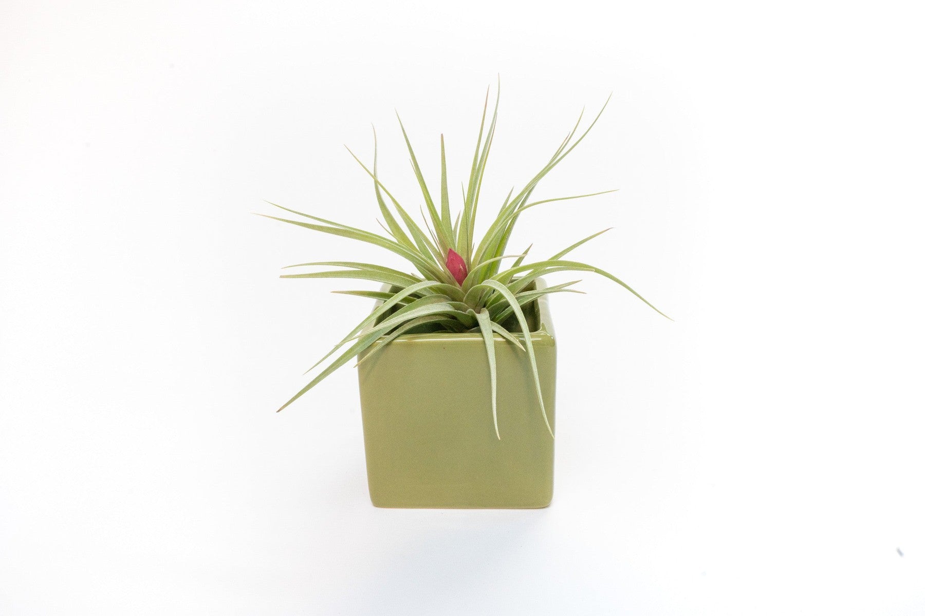 Avocado Green Ceramic Cube Container with Custom Tillandsia Air Plant-The Succulent Source