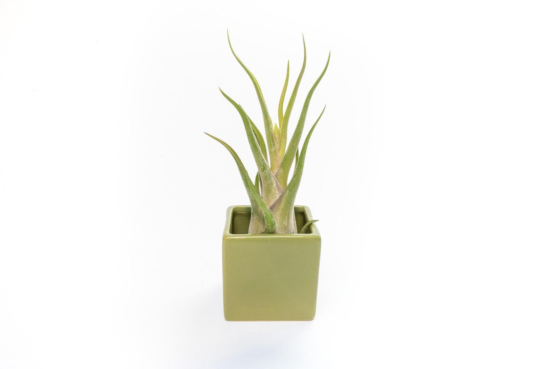 Avocado Green Ceramic Cube Container with Custom Tillandsia Air Plant-The Succulent Source