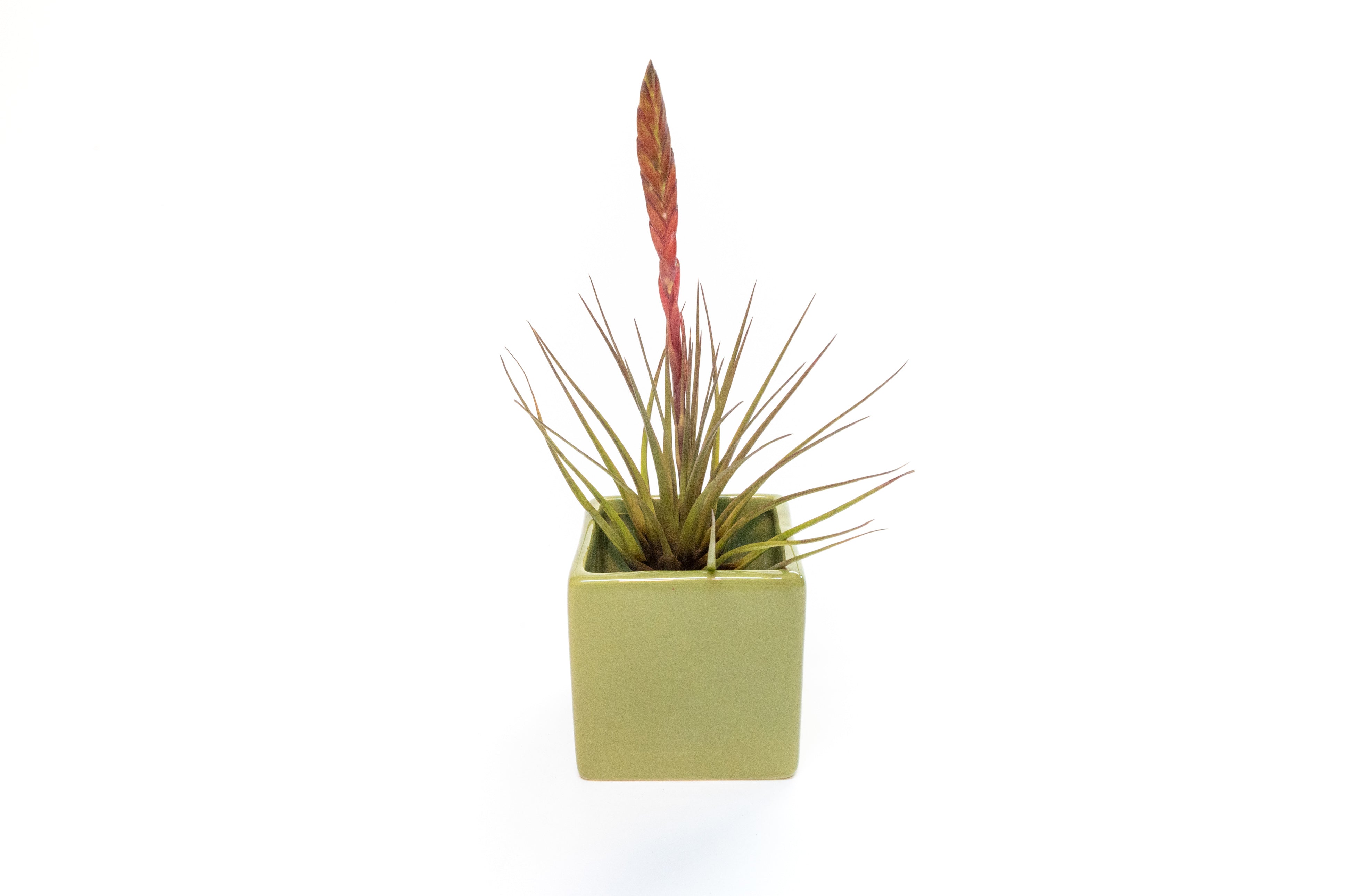 Avocado Green Ceramic Cube Container with Custom Tillandsia Air Plant-The Succulent Source