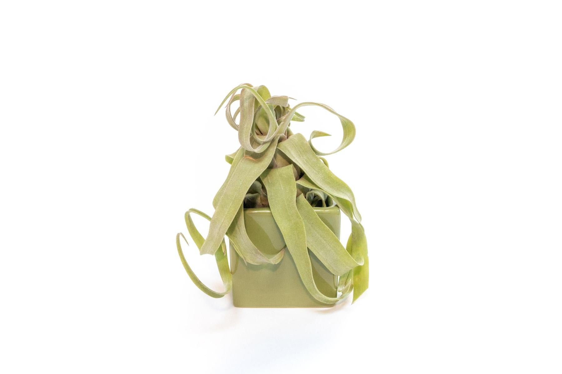 Avocado Green Ceramic Cube Container with Custom Tillandsia Air Plant-The Succulent Source