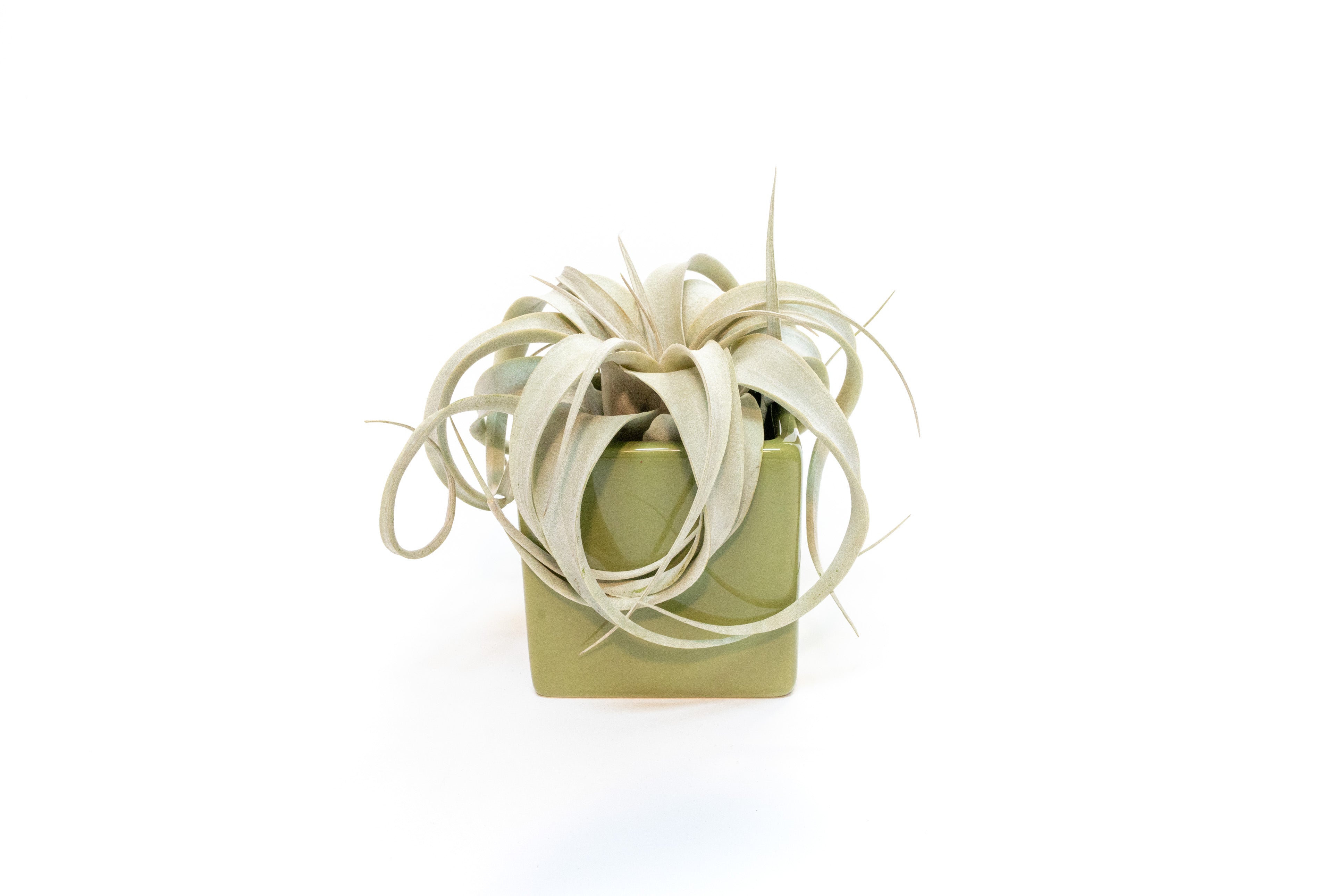 Avocado Green Ceramic Cube Container with Custom Tillandsia Air Plant-The Succulent Source