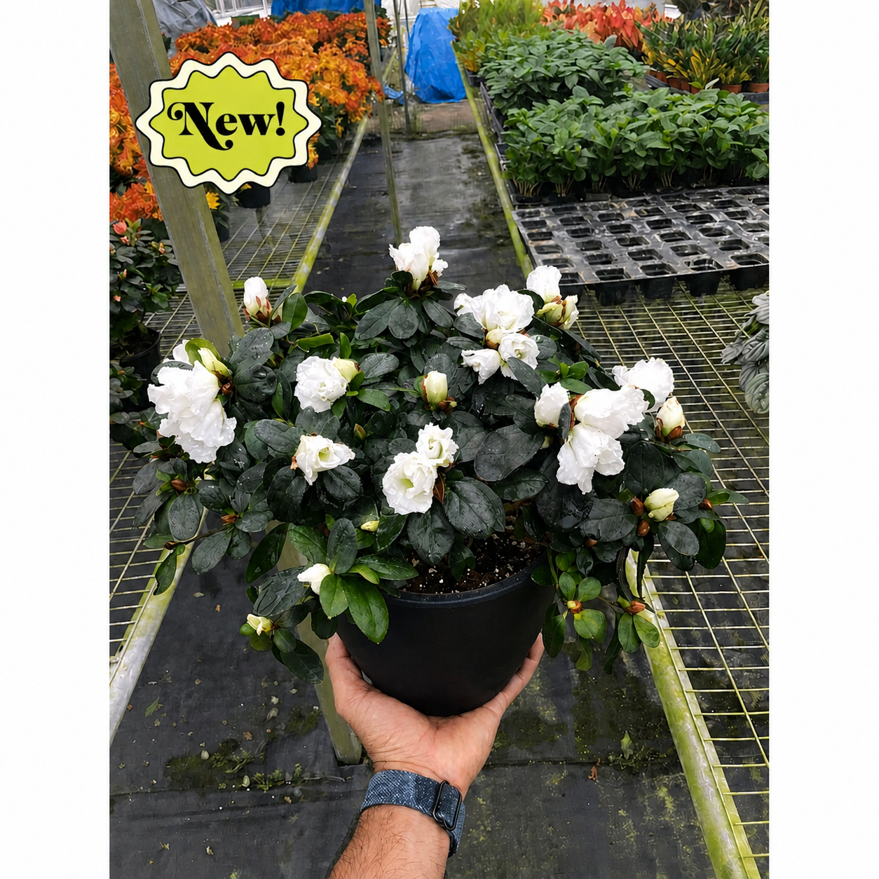 Azalea (Rhododendron)-Indoor Plants-The Succulent Source