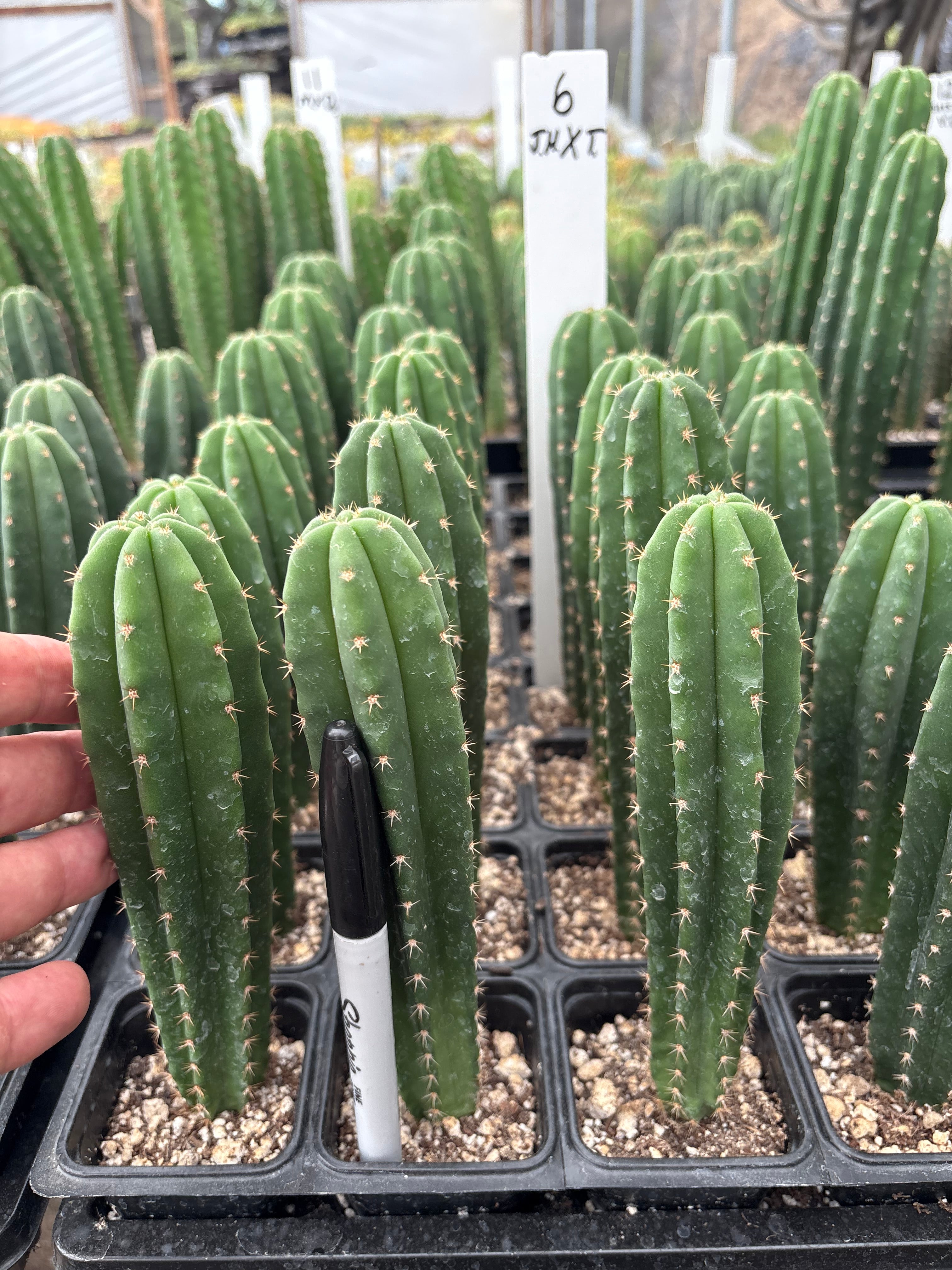 #EC225 Variety of Trichocereus Hybrid Cactus Bargain Potted Seedlings For Sale