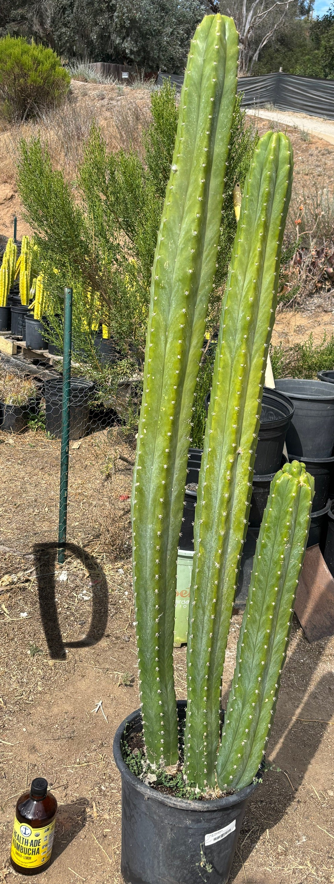 #EC125 EXACT GIANT Trichocereus Pachanoi PC Cactus Potted Specimens