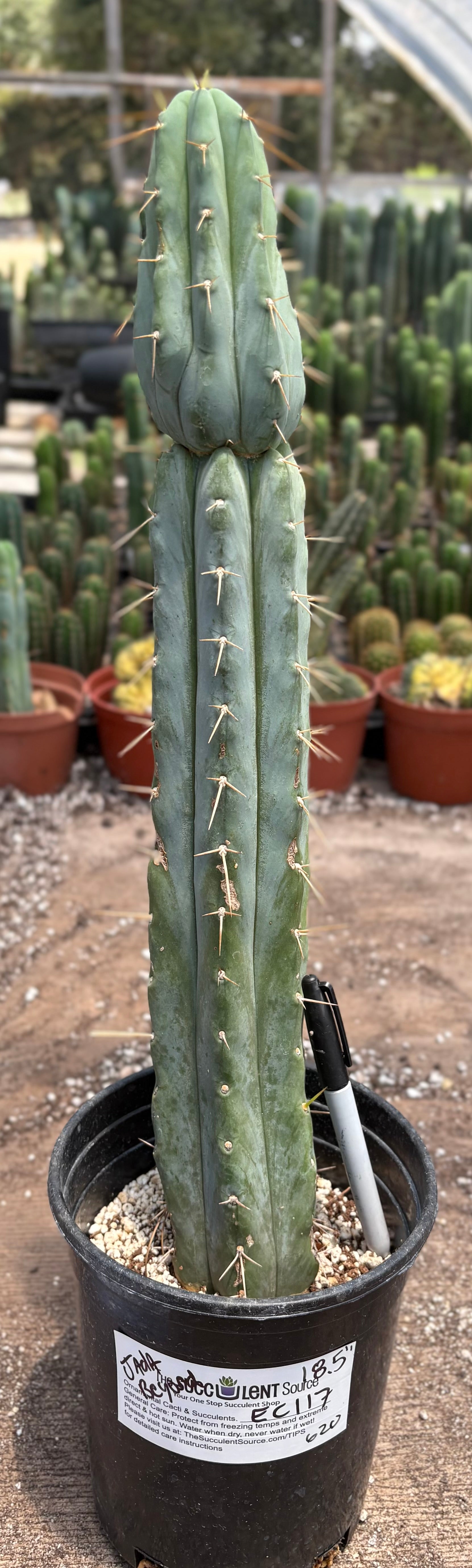 #EC117 EXACT Trichocereus Bridgesii JADA Cactus 18.5”