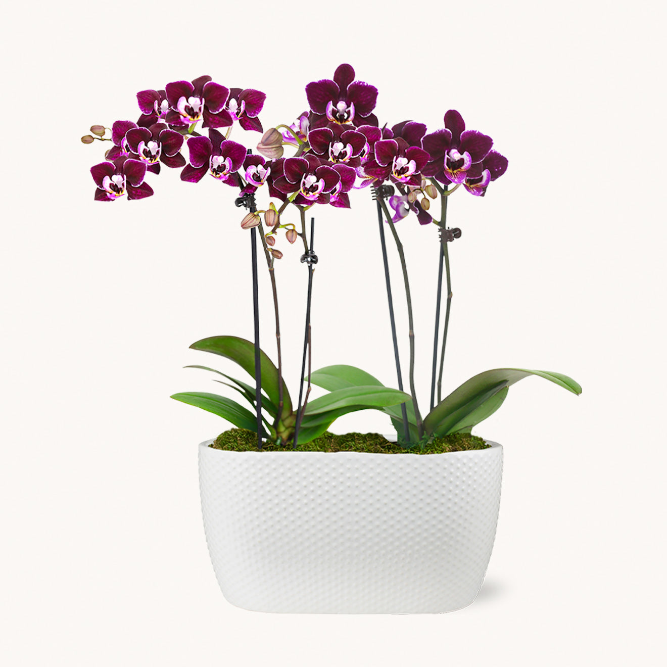 Petite Amalfi Orchid Duo