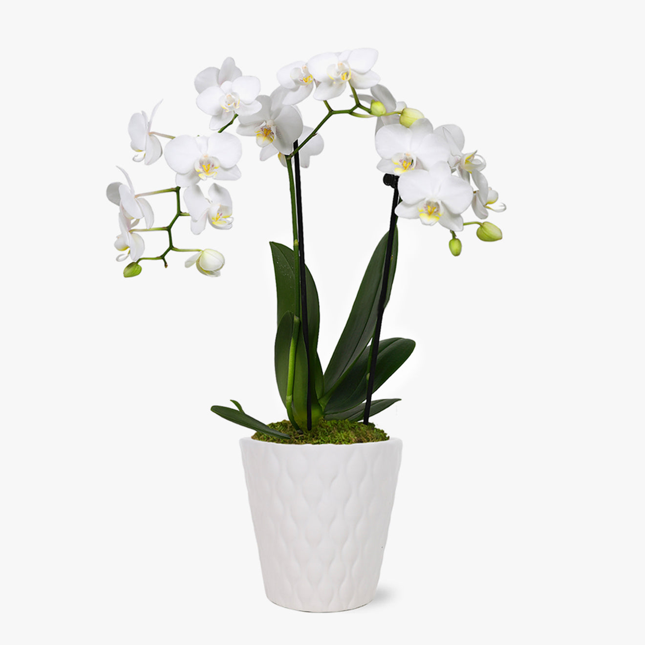 Petite Graceful White Orchid