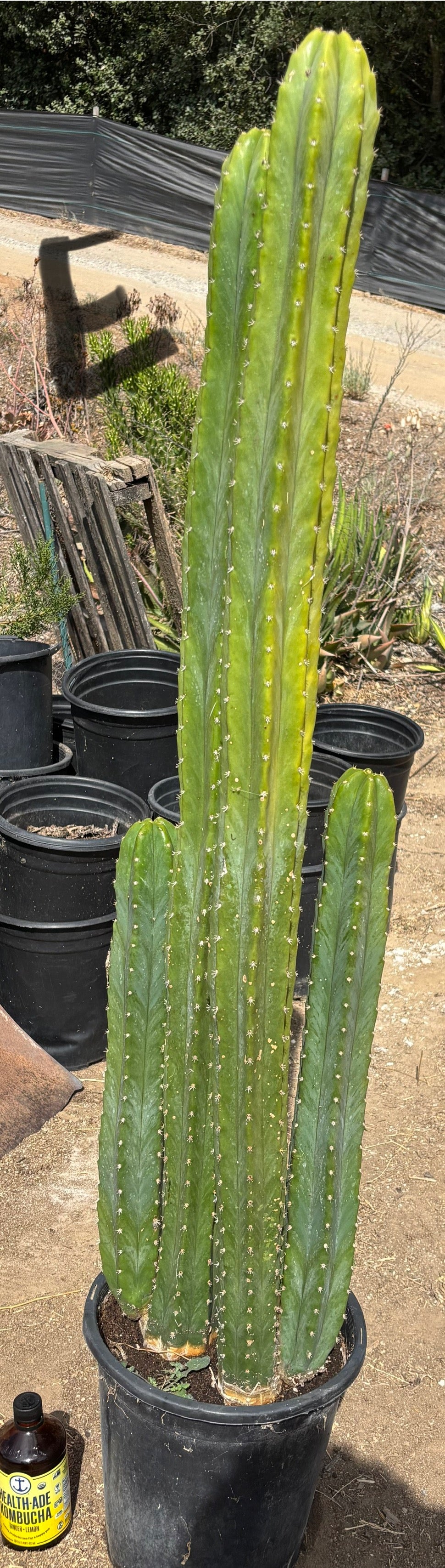 #EC125 EXACT GIANT Trichocereus Pachanoi PC Cactus Potted Specimens