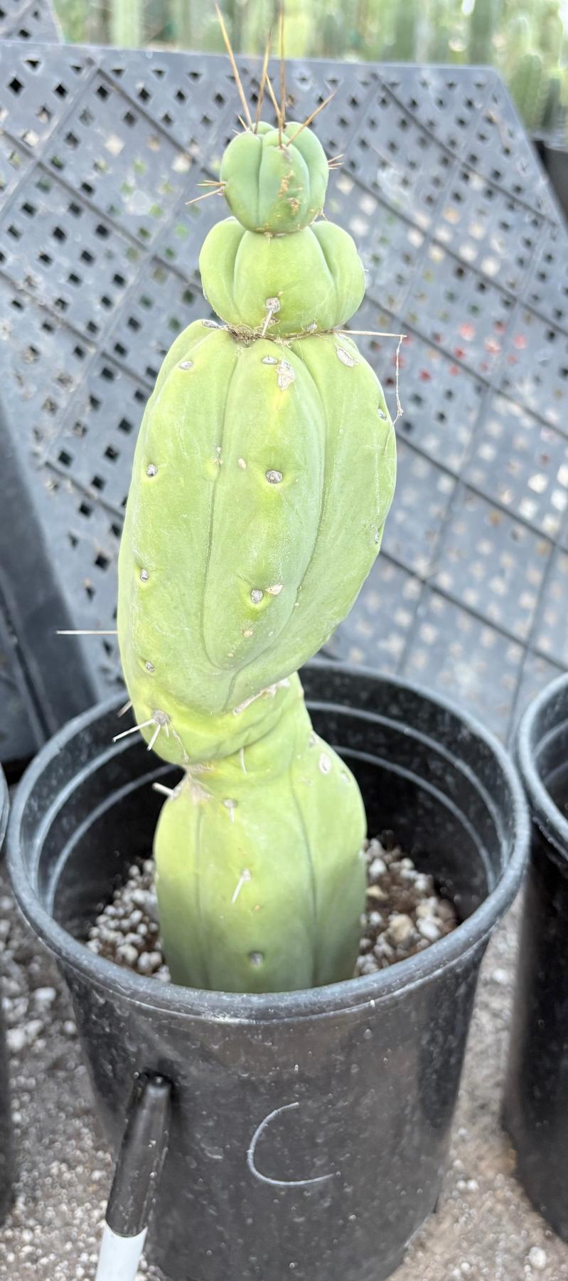 #EC14 Exact Trichocereus Bridgesii "Jiimz Twin Spine" Potted Cactus A-E