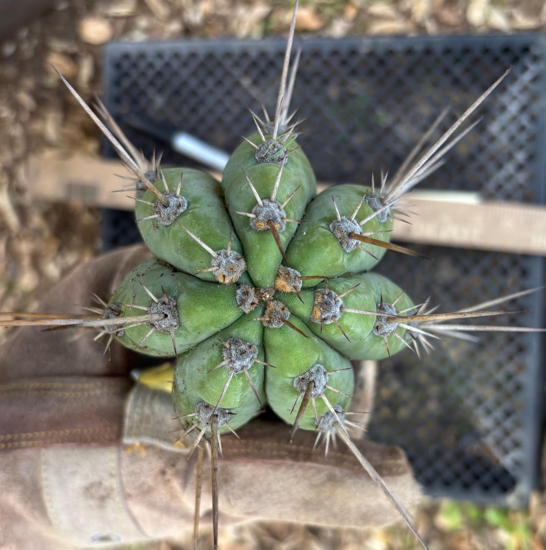 #EC395 EXACT TLC Trichocereus Bargain  Cactus Cuttings by Blaise