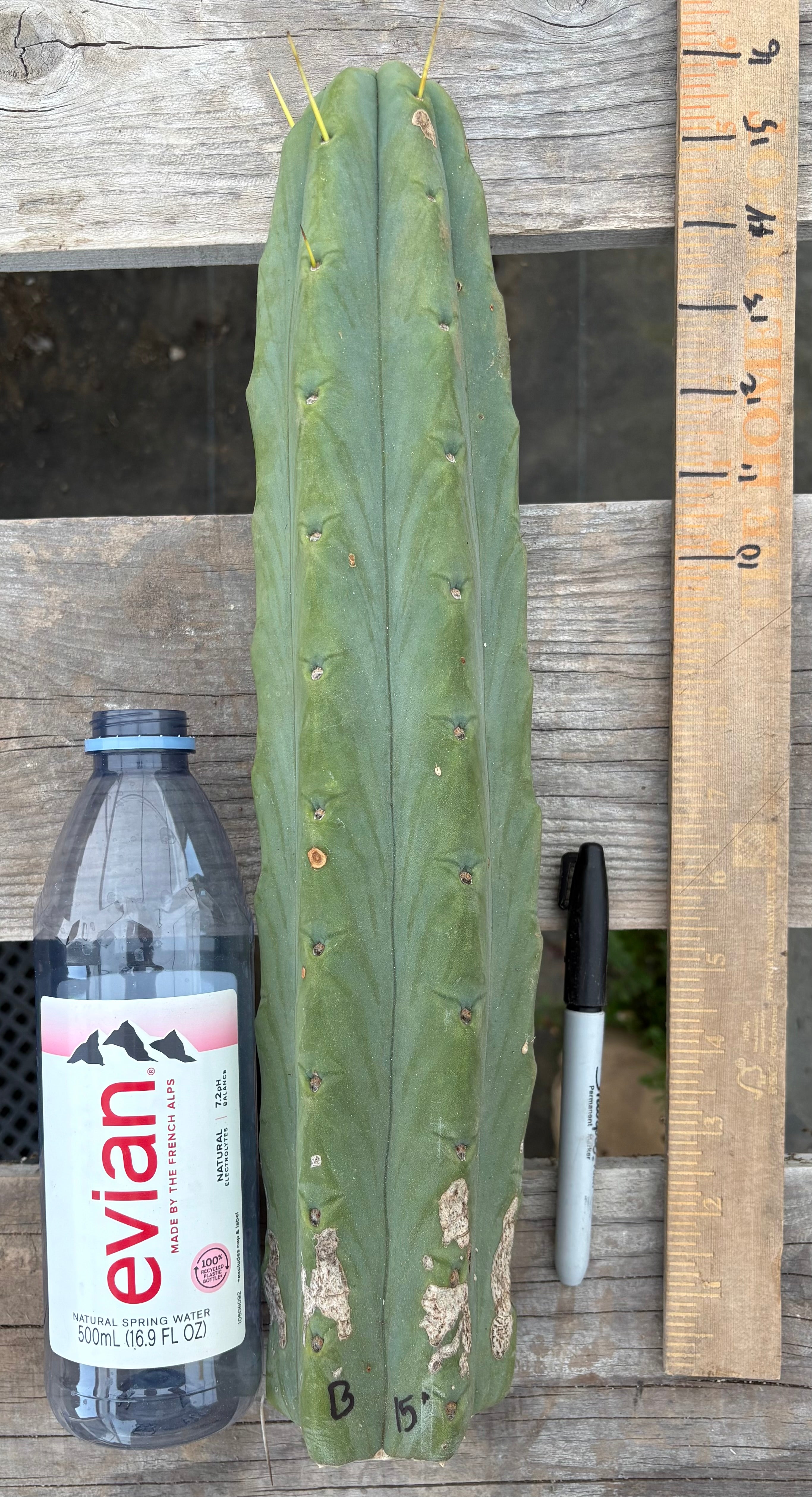 #EC153 EXACT Trichocereus Bridgesii Jiimz Twin Spine Cactus Cuttings