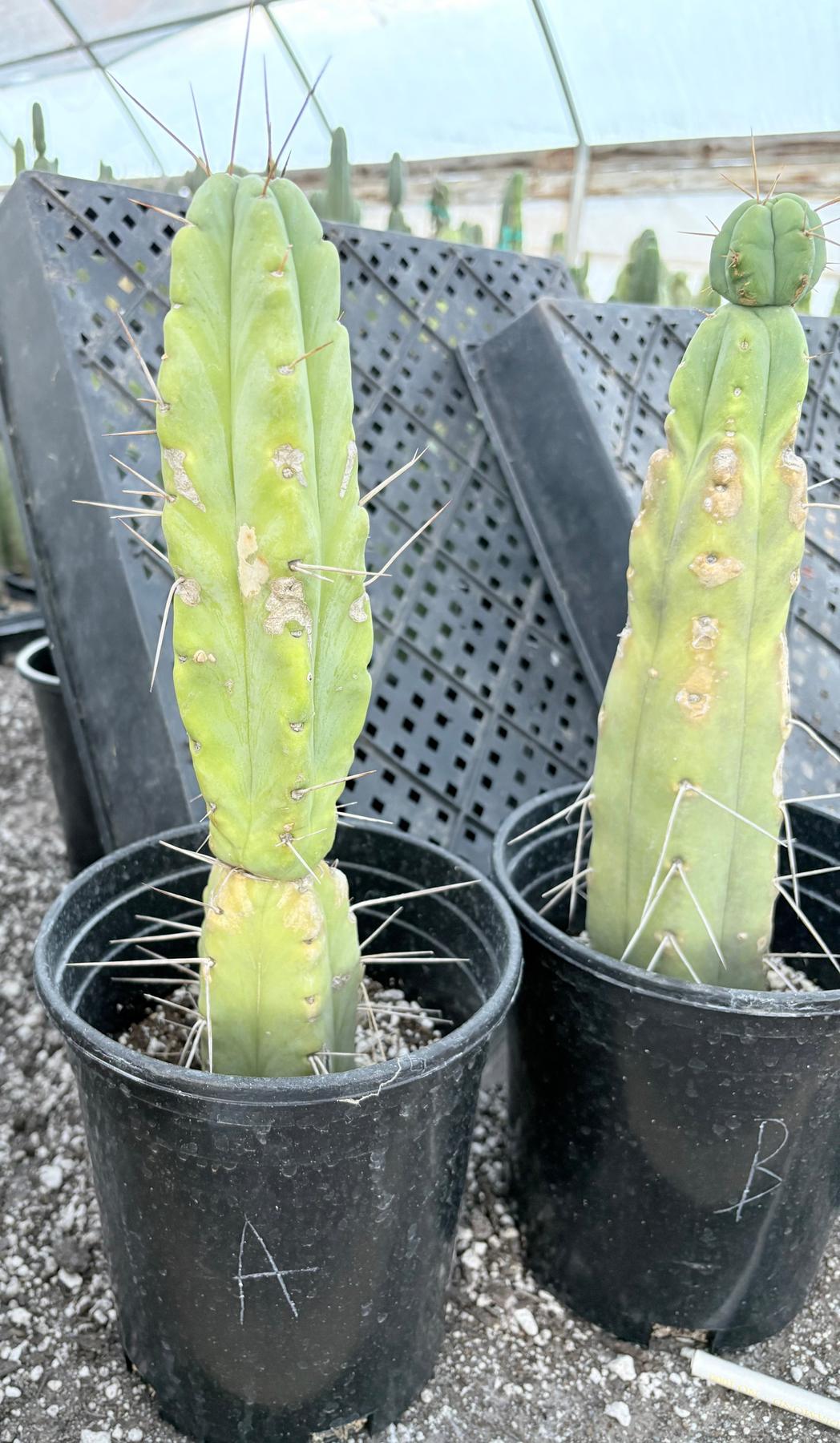 #EC14 Exact Trichocereus Bridgesii "Jiimz Twin Spine" Potted Cactus A-E