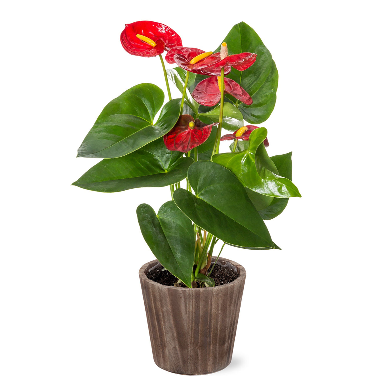 Bali Anthurium-Plants-The Succulent Source