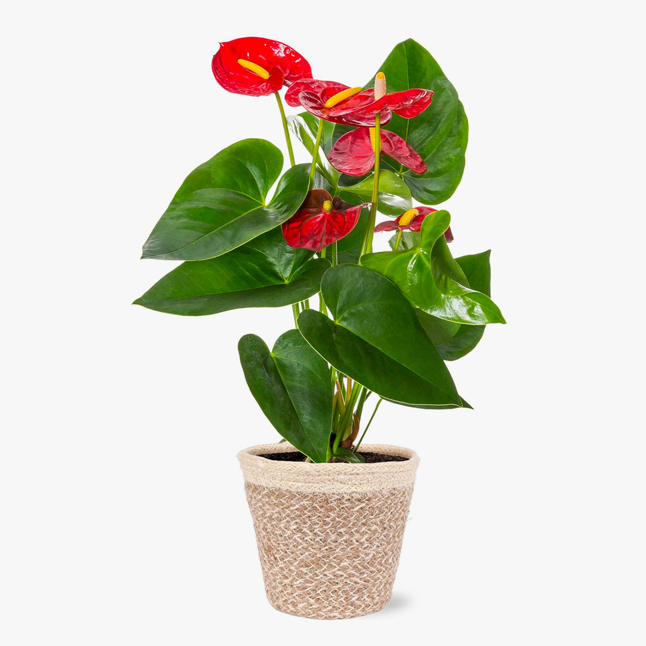 Bali Anthurium-Plants-The Succulent Source